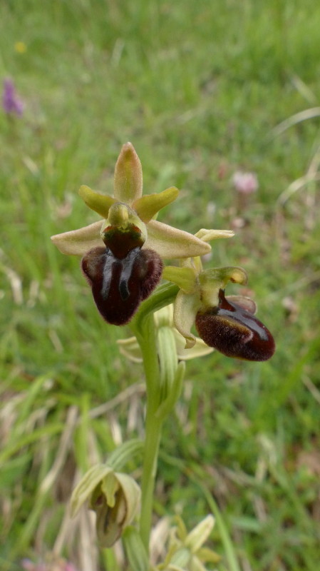 Ophrys...???